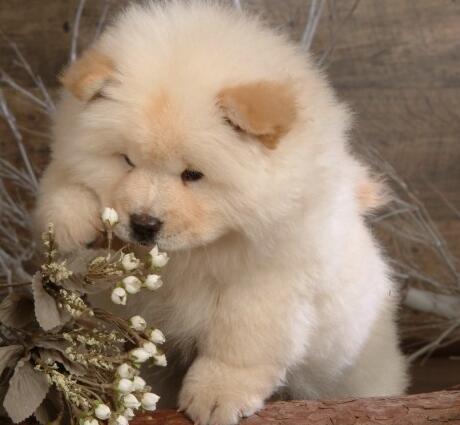 松狮感冒怎么办,松狮犬感冒了吃什么药