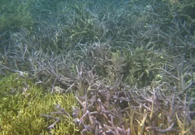 帕劳归来不看海视频,帕劳归来不看海