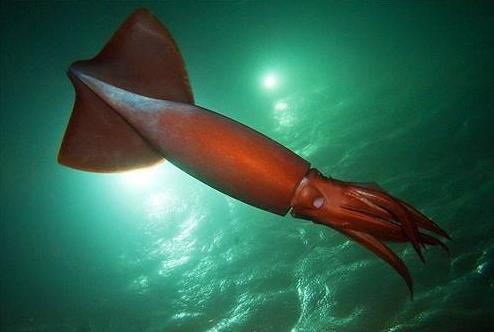 鱿鱼为什么会飞,世界鱿鱼会飞吗