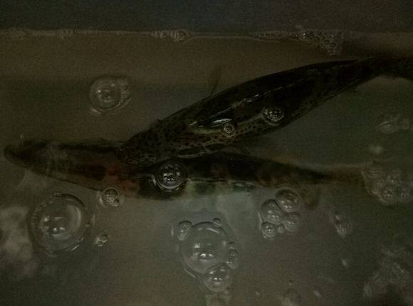 钓友夜钓收获大青鱼,新手路亚钓到的大鱼