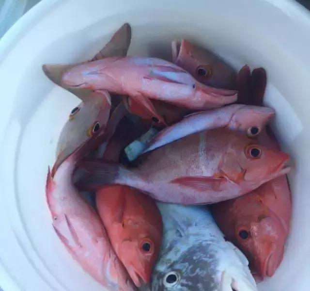 帕劳归来不看海视频,帕劳归来不看海