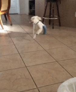 网友家的小金毛Rio秉着不作不死的原则，把腿摔断了还继续作死