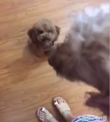 捡到一只泰迪幼狗,路边捡了一窝小泰迪狗好吗