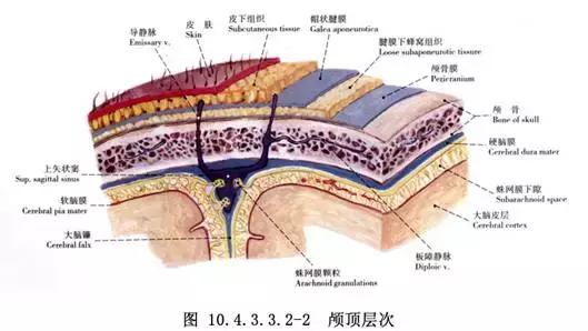中年男子的「脱发危机」，按按头上的「帽状筋膜」就能好！