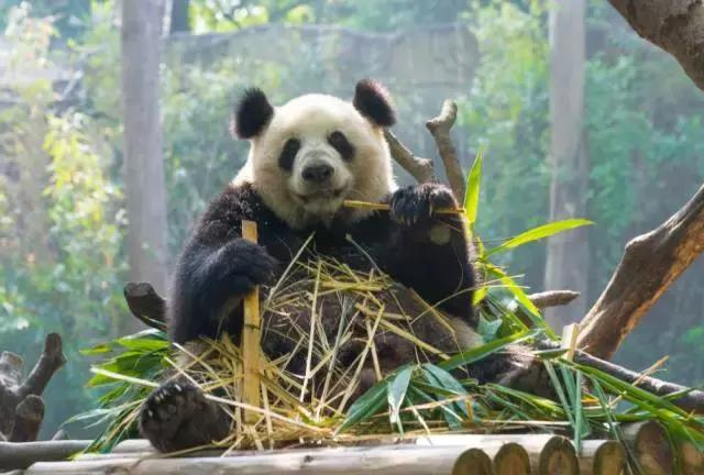 广州长隆游玩攻略最新,珠海长隆和广州长隆一起玩的攻略