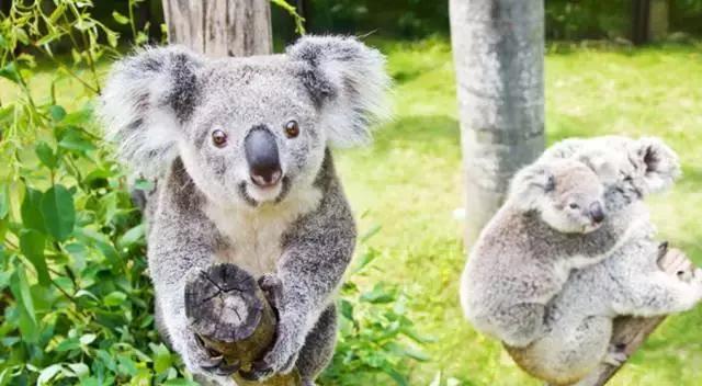 广州长隆游玩攻略最新,珠海长隆和广州长隆一起玩的攻略