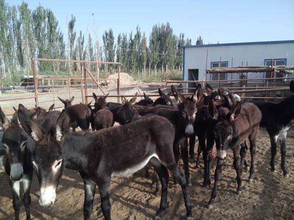 在农村养一头驴一年能挣多少钱,养驴一年能挣多少钱