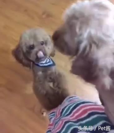 捡到一只泰迪幼狗,路边捡了一窝小泰迪狗好吗