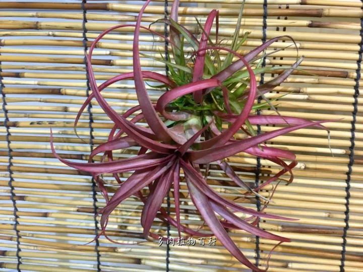 公认最美4种多肉植物图片,2014年上海多肉植物展图片