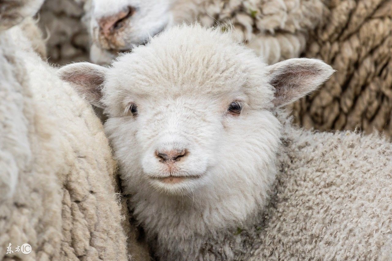 属羊人的性格与优缺点,属羊人的性格1991