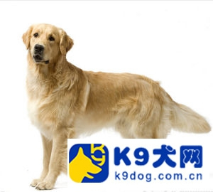 k9s小技巧,金毛训练定点大小便教程