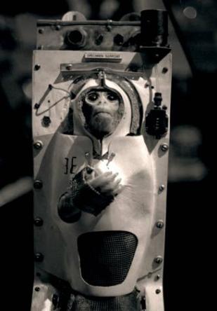 中国有哪些进入太空的动物,那些年登上太空的动物