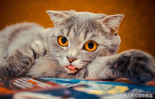 养猫家里都是猫毛怎么办,长期养猫的人肺里会积猫毛