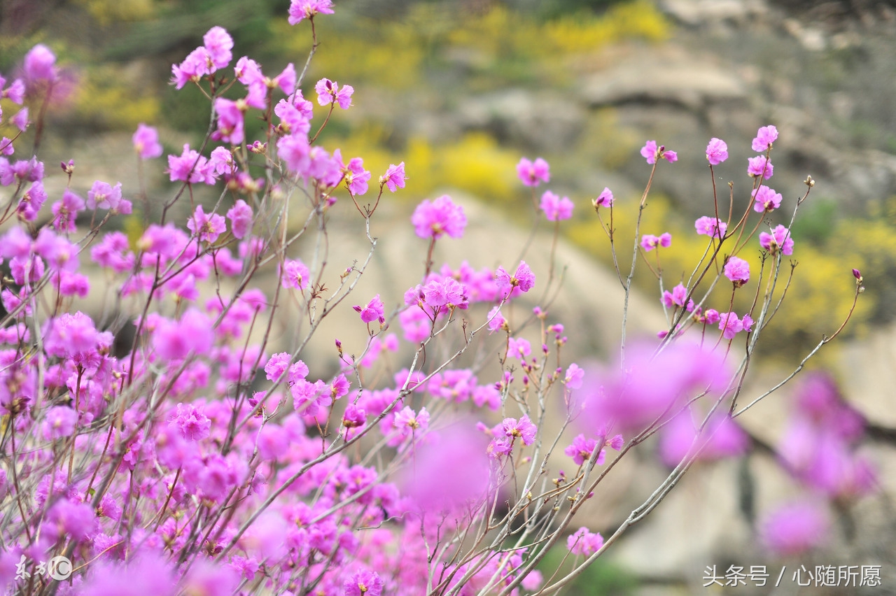 冬季手脚容易冻伤的朋友有了这小方法再也不用受冻疮煎熬了