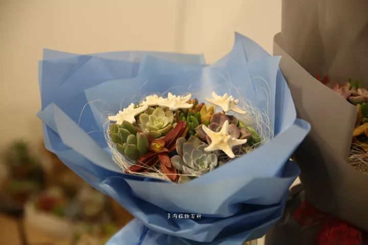 公认最美4种多肉植物图片,2014年上海多肉植物展图片
