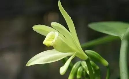 1000多天才能开花的天然香料，为什么在甜品中会被误会成脏东西？