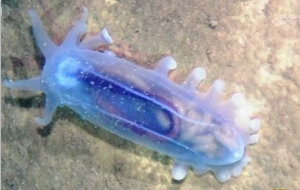 海参有几种颜色的,海参不同的颜色