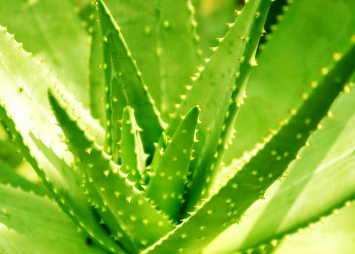 养一盆好养活又好看的花,牙疼养什么花最好