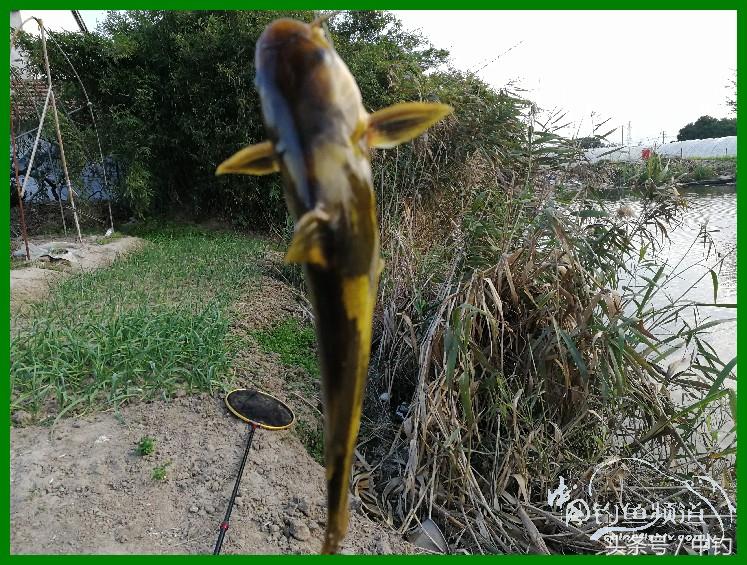 爽钓渔具,爽钓黄金版