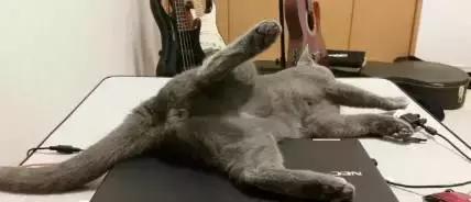 国外一只猫经常露出奇怪表情,国外一只猫每天自己外出