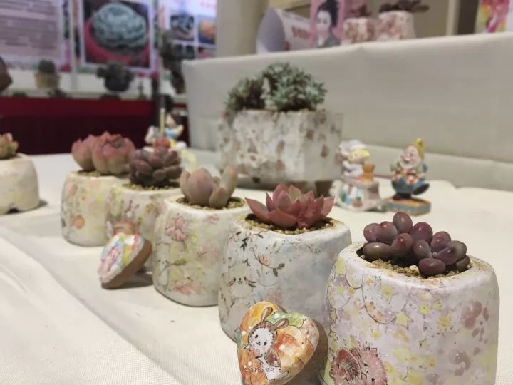公认最美4种多肉植物图片,2014年上海多肉植物展图片
