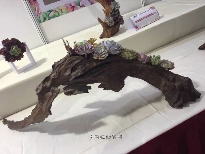 公认最美4种多肉植物图片,2014年上海多肉植物展图片