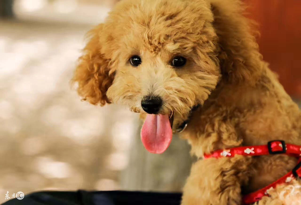 泰迪吃什么能保护牙齿,怎么护理泰迪的牙齿