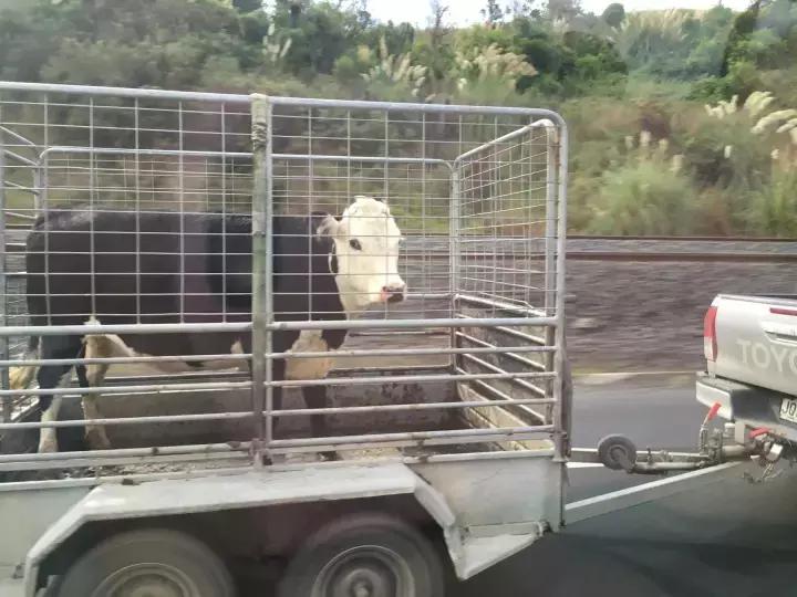 他们有钱,会玩,没有中产焦虑