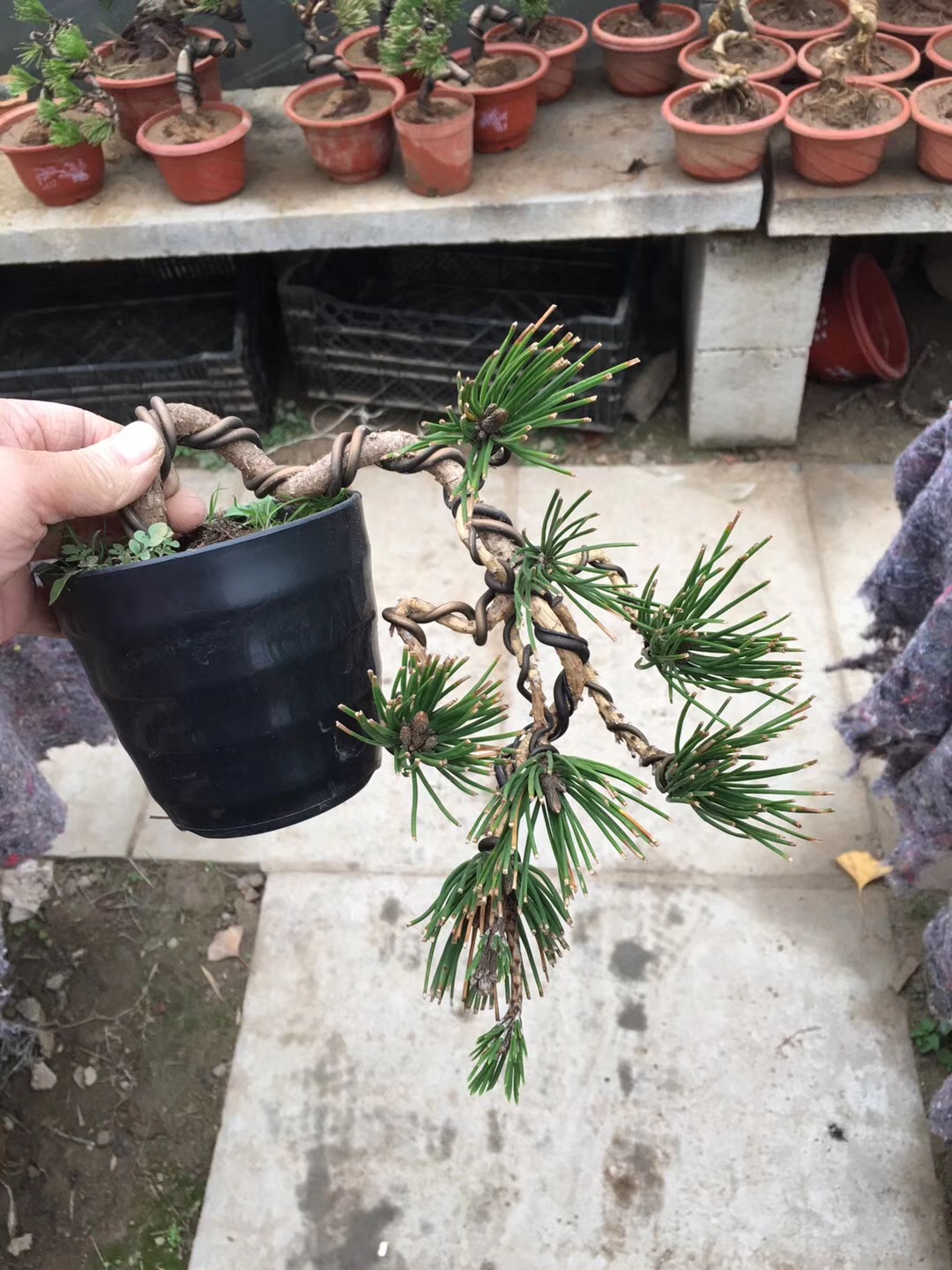 盆景黑松的造型及样品,人工培养近10年的小黑松盆景造型