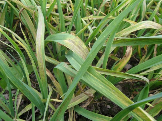 大蒜年年种老蒜地重茬怎么处理,大蒜大面积减产