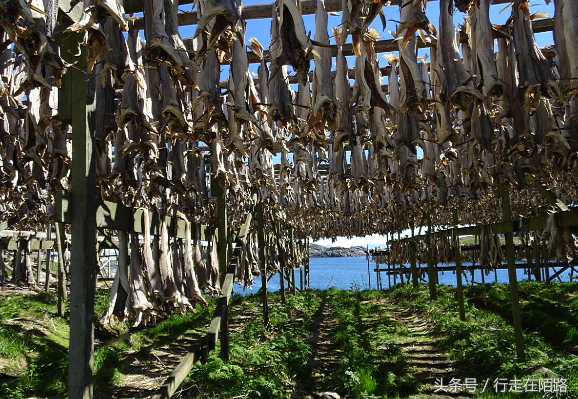 挪威北部的索马洛伊岛足球场,挪威渔夫的捕鱼生活