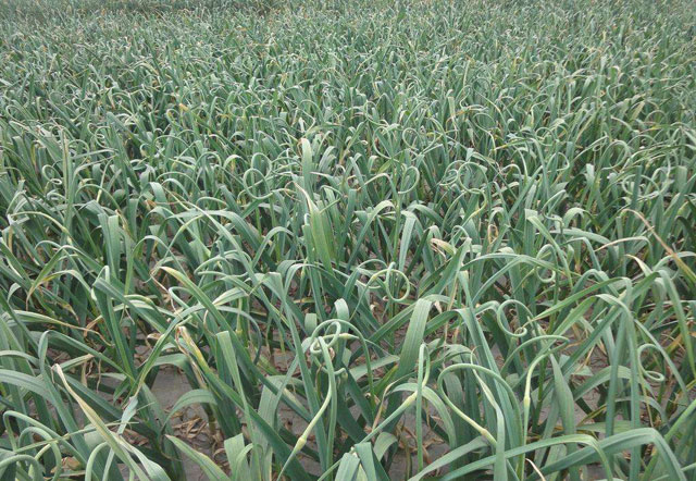 麦茬蒜种植法,重茬蒜地用什么防治地下病虫害