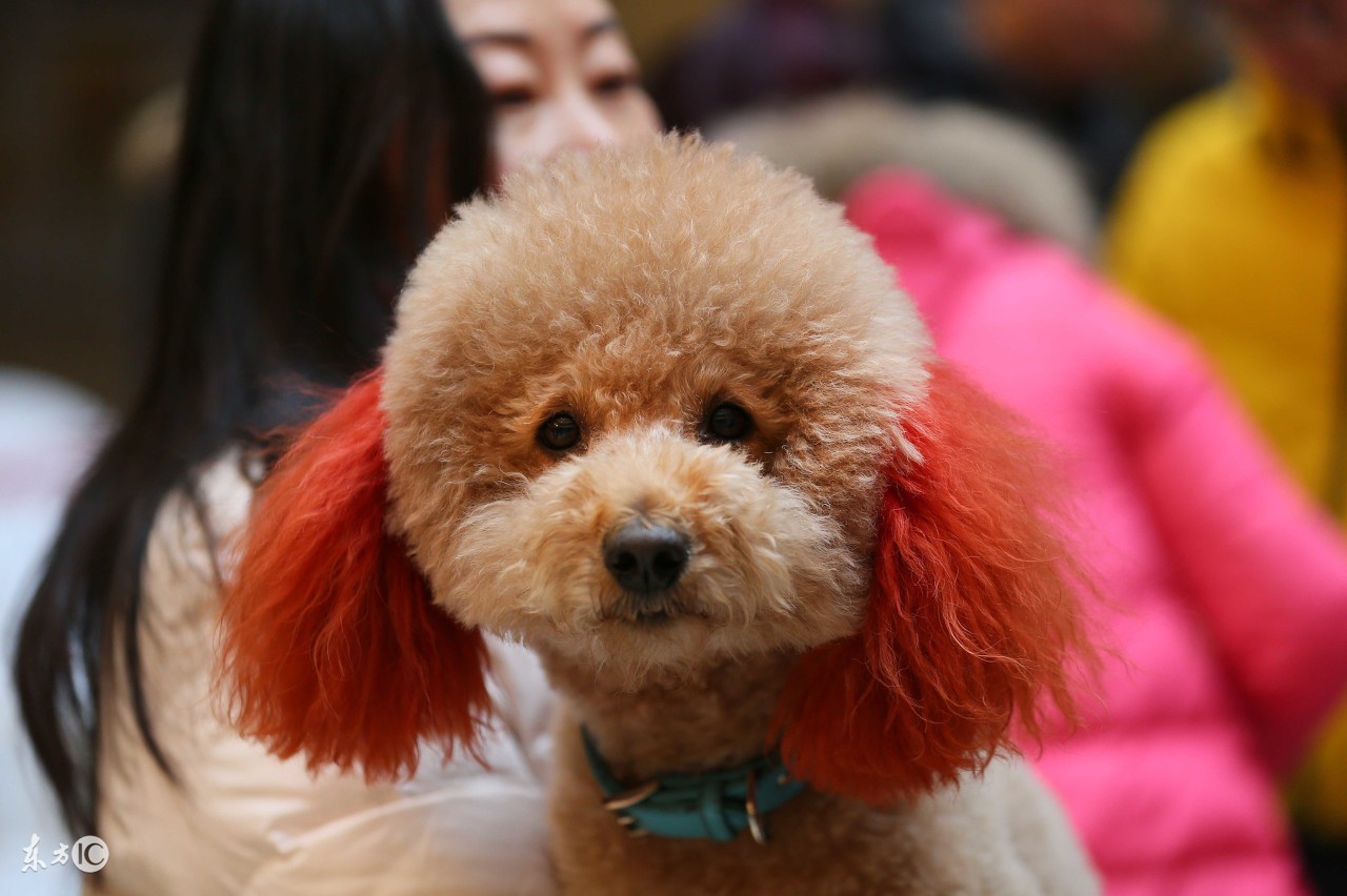 泰迪如何做牙齿护理!泰迪的牙齿健康!