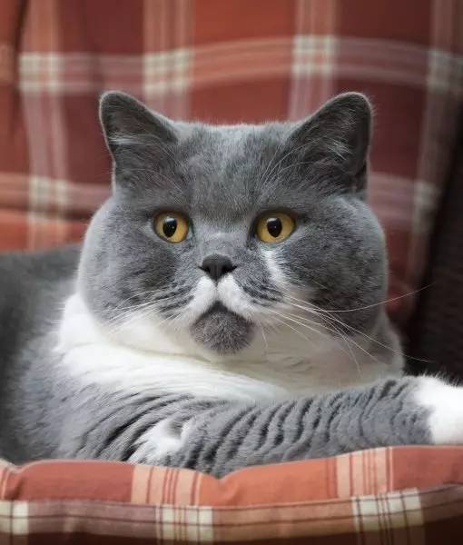 英国短毛猫常见的7种毛色,英国短毛猫在猫界是怎么样的