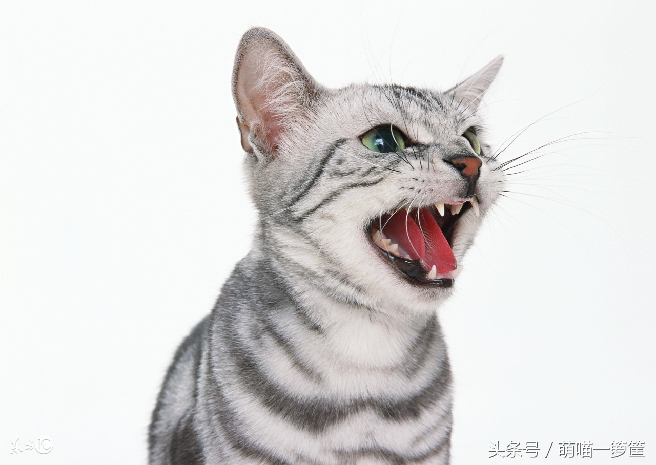 猫咪呕吐的原因及处理方法,猫咪吐毛球和呕吐的区别