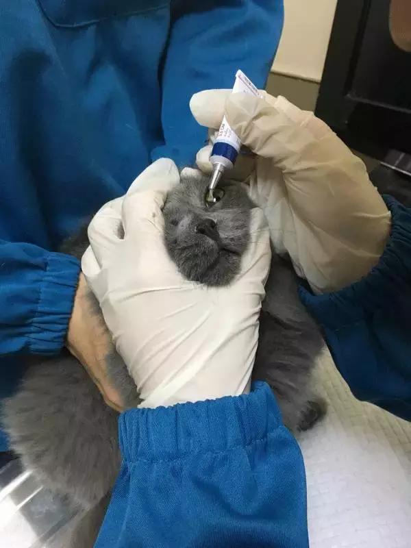 中国为什么没有正规的宠物医院,国内靠谱的宠物医院