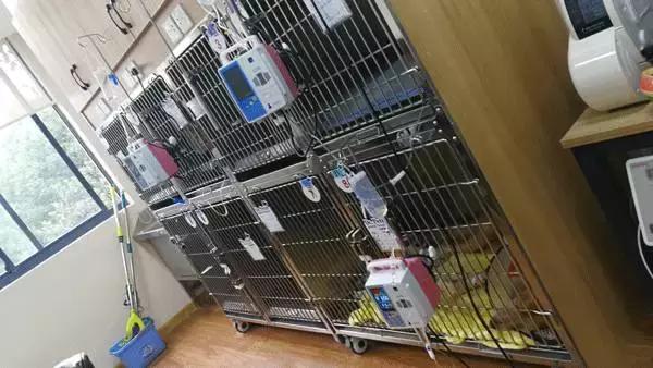 中国为什么没有正规的宠物医院,国内靠谱的宠物医院