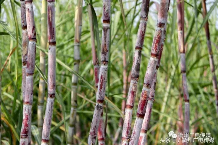 衢州这个地方,连空气都是甜甜的!