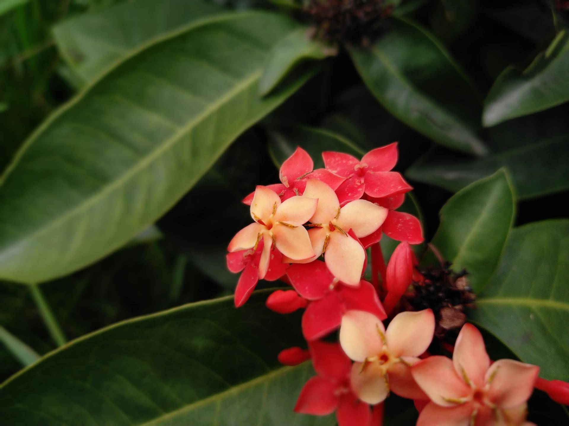 锤子坚果pro2s测评照片,坚果pro2s拍照小白测评