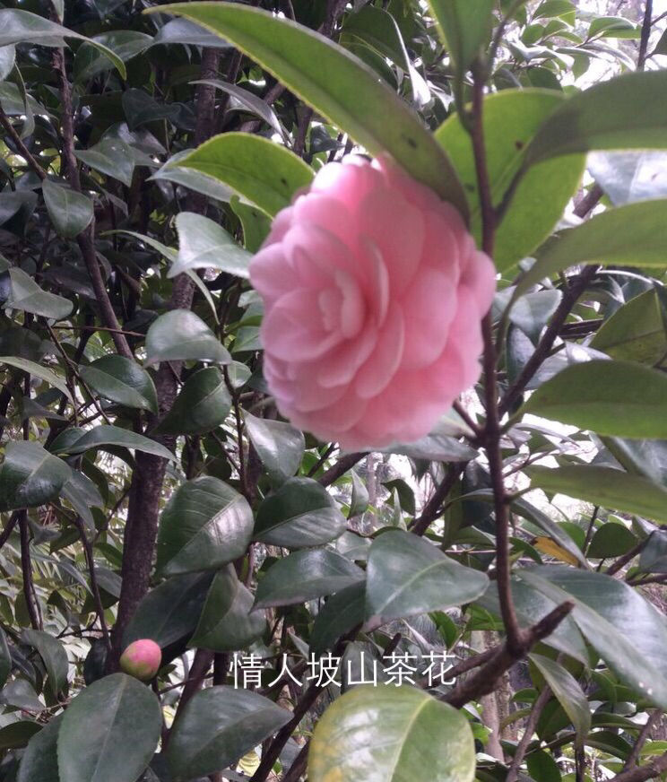 十大最美校园深圳大学,探访最美大学武汉大学