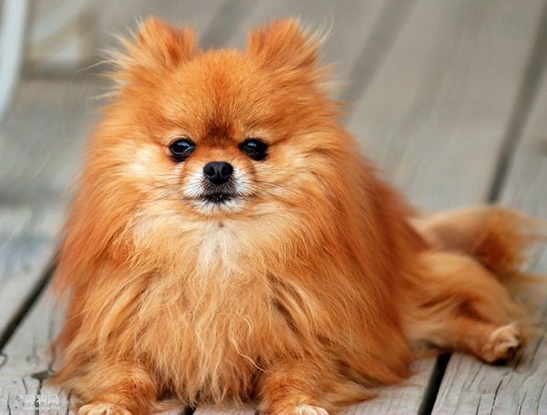 博美狗狗名字大全洋气,博美品种的狗有哪种特点和性格