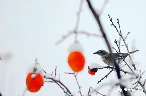 白里透红美颜,白里透红娇颜