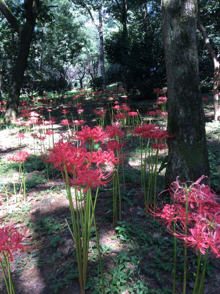 十大最美校园深圳大学,探访最美大学武汉大学