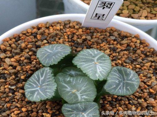 日本也买假货？这些多肉植物就是铁证！