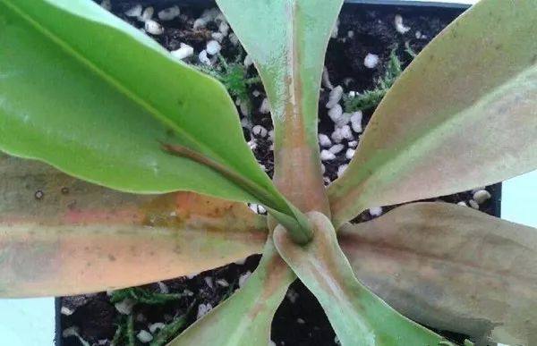 植物冻了怎么补救,植物干枯了还能救活吗