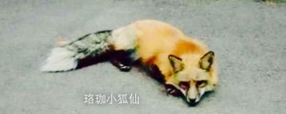 十大最美校园深圳大学,探访最美大学武汉大学