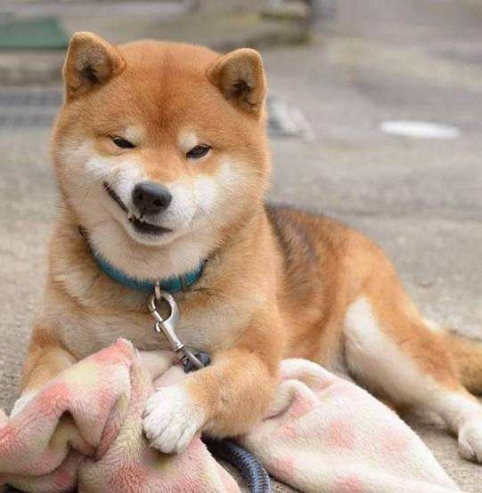 狗狗品种大全及图,狗狗品种大全价格