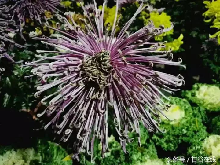 甘谷人王根祥,甘谷王根祥