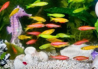 小型热带斑马鱼能在店里养吗,热带斑马鱼对水温要求