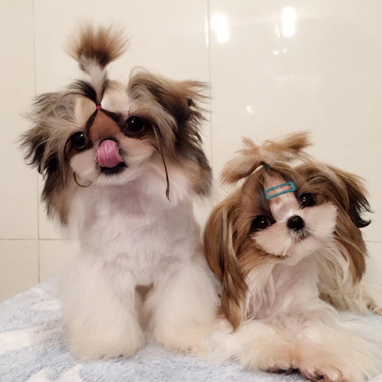 狗狗品种大全及图,狗狗品种大全价格